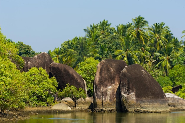 Beach with palm trees