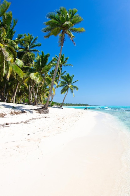 Beach with palm trees