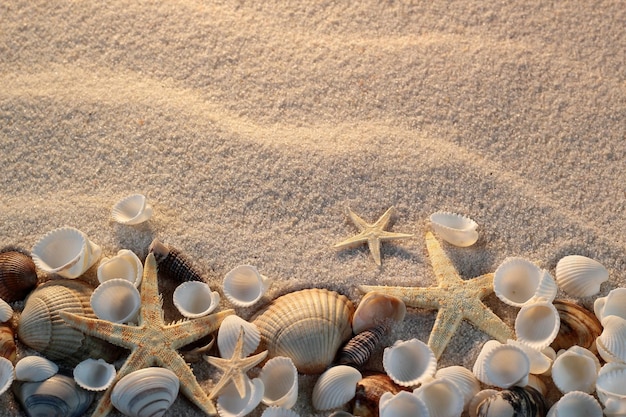 Beach with starfish and seashells