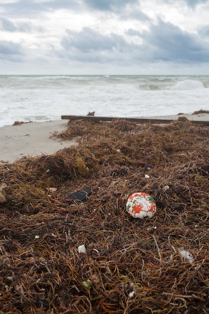 ゴミや海藻が漂うビーチ 海や海の海岸に打ち上げられたプラスチックゴミ