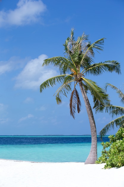 Beach with white sand and a palm