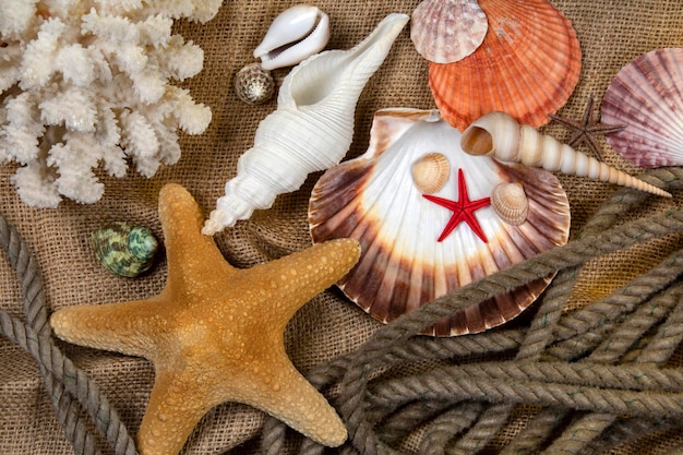 Foto collezione di conchiglie beachcombing