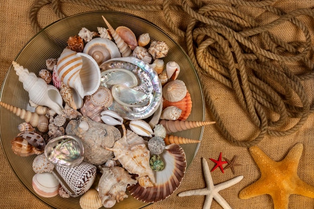 Beachcombing Seashell Collection