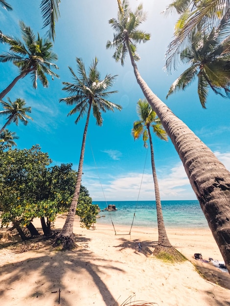 Beaches and coconut palms on a tropical island