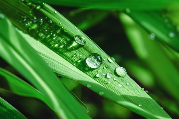 Beads of dewdrops on green grass in sunlight macro nature backgrounds