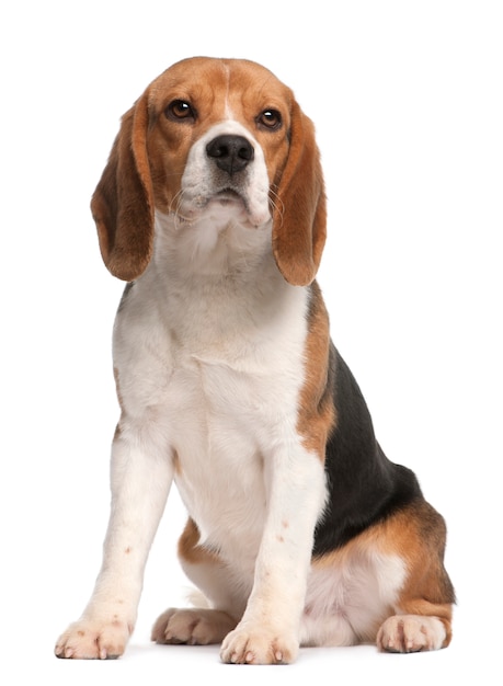 Beagle, 1 jaar oud, zittend