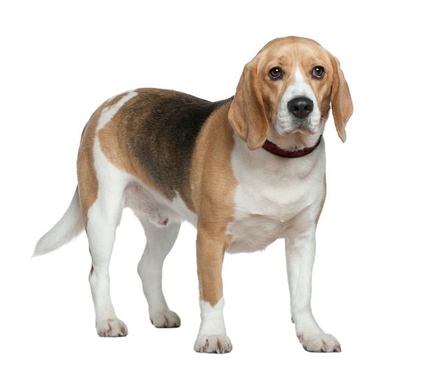 Beagle, 3 jaar oud, staande voor de witte muur