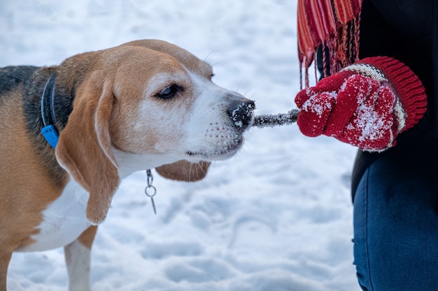 雪に覆われた冬の公園で飼い主と遊んでいるビーグル犬、フォックスハウンドのトレーニング