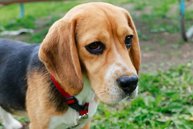 Beagle closeup portrait of a young dog