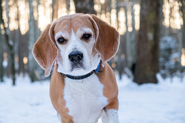 Beagle die de camera onderzoekt tegen de achtergrond van een besneeuwd winterpark of bos