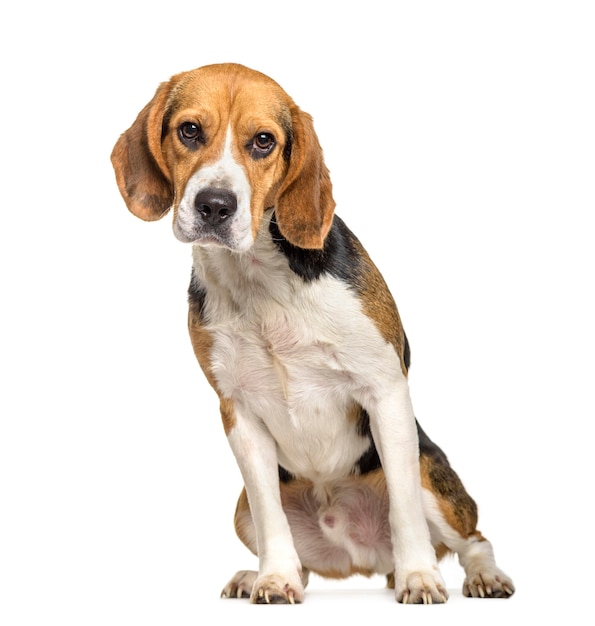 Cane beagle, 2 anni, seduto su sfondo bianco