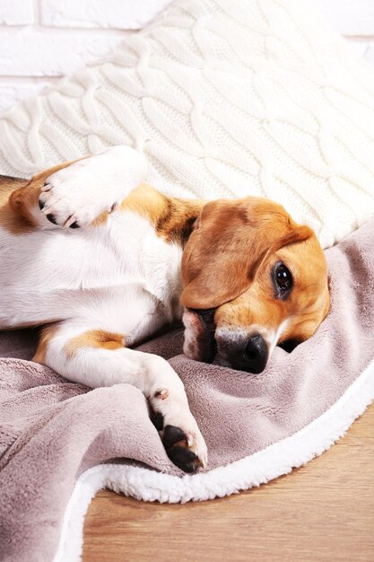 Beagle dog on bed closeup