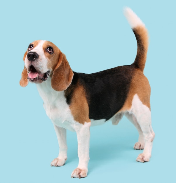 beagle dog on blue