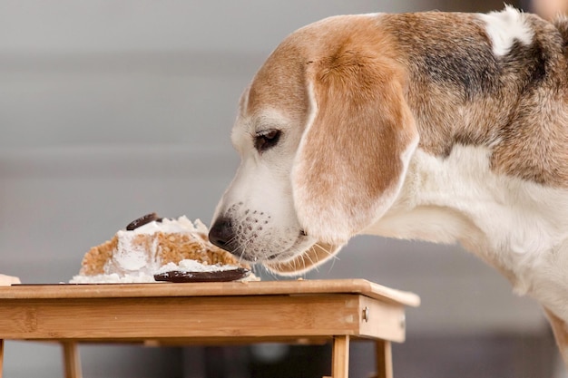 Собака породы Бигл ест вкусный торт Собачья еда собачья пекарня