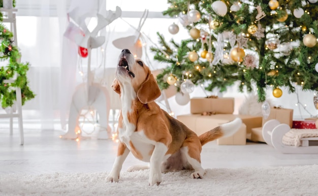 クリスマスの時期にビーグル犬