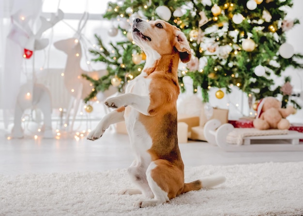 クリスマスの時期にビーグル犬