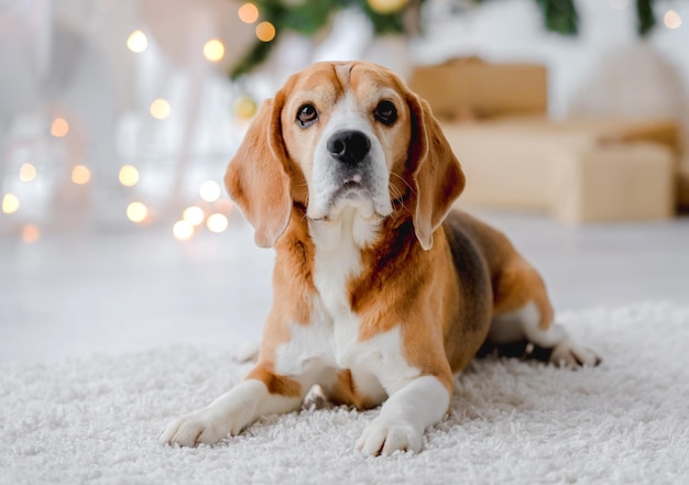 クリスマスの時期にビーグル犬