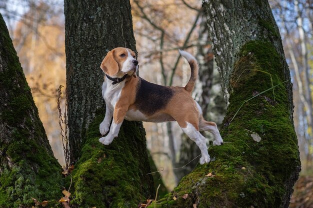 ビーグル犬が登って秋の森の木に立つ