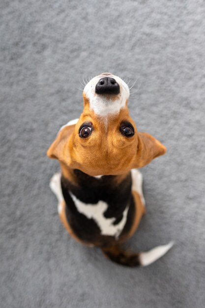 ビーグル犬のクッキー、自宅での舌犬、ペットの愛、狩猟犬のトレーニング、飼い犬に優しいグルーミング、ペットのグルーミング