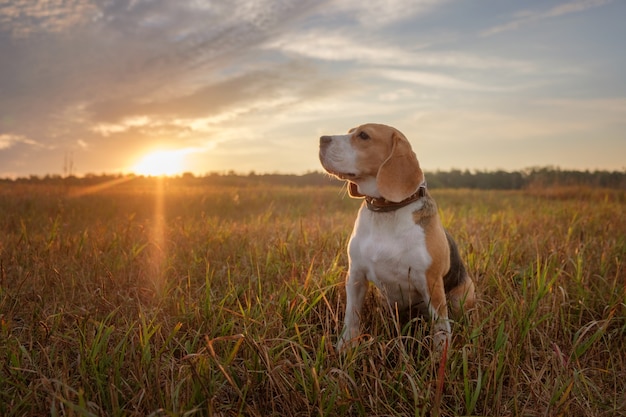 Beagle dog early in the morning at dawn while walking