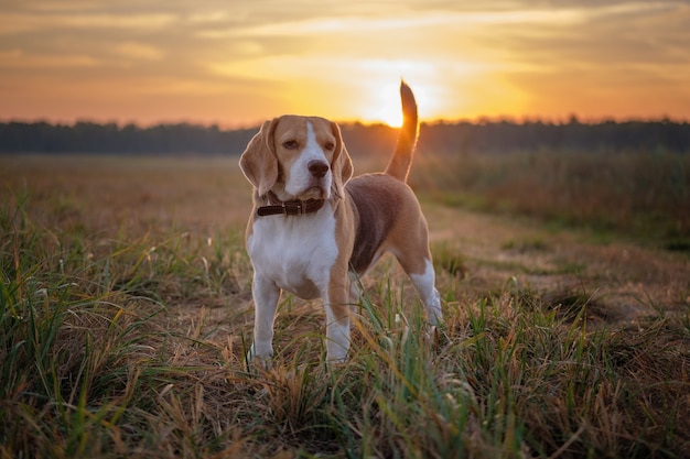 Beagle dog early in the morning at dawn while walking