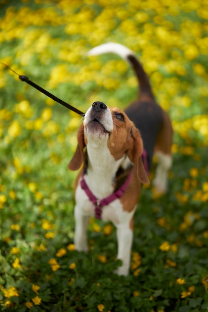 Un cane beagle in un campo di fiori