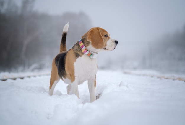 Beagle dog in the fog on a winter day on a walk in a snow-covered Park