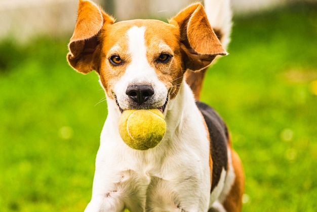 裏庭で野外でボールで走るビーグル犬の楽しみ