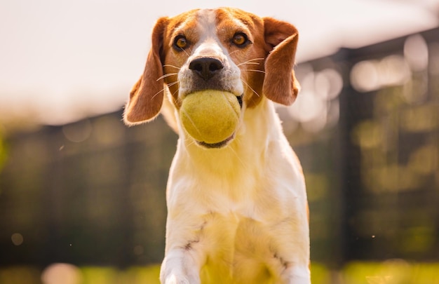 Beagle dog fun in backyard outdoors run with ball