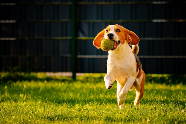 Beagle dog fun in garden outdoors run and jump with ball towards camera