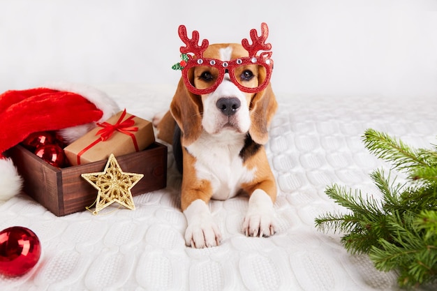 Foto un cane beagle con divertenti occhiali di natale è sdraiato sul letto buon anno e buon natale biglietto di auguri con un animale domestico il concetto di umanizzazione degli animali