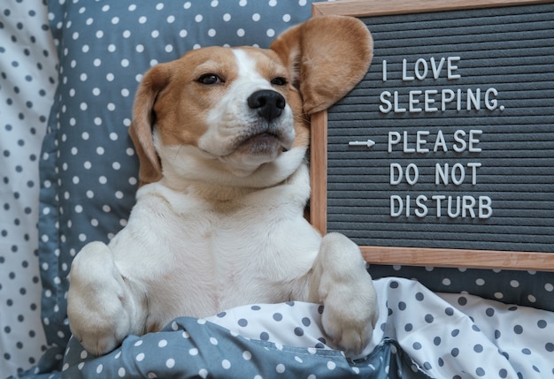 Beagle dog funny sleeping on a pillow paws up