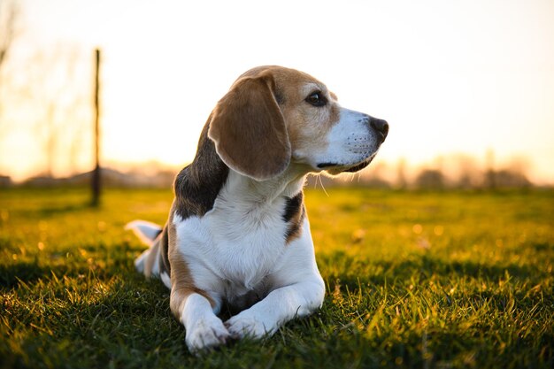 Beagle dog in a grass field at sunset