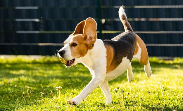 Beagle dog on a grass running through garden