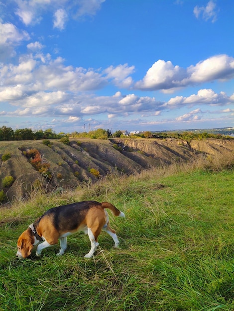 草の匂いを嗅ぐ丘陵地帯のビーグル犬