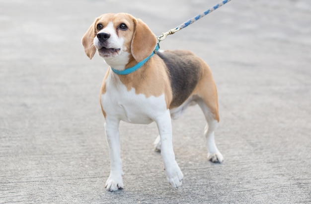 Beagle dog is barking on street