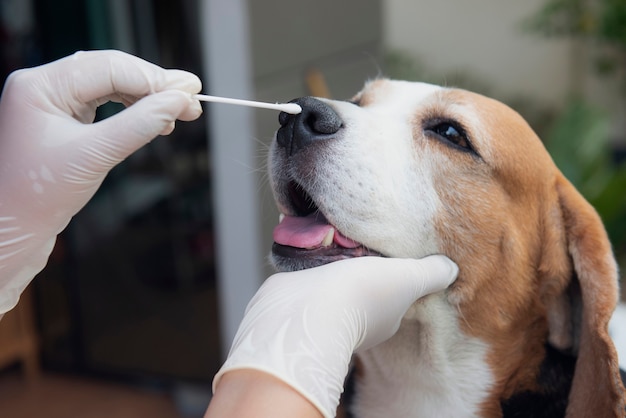 Foto il cane beagle è in fase di esame. test di infezione nasale canina prevenzione dell'infezione da covit 19 messa a fuoco selettiva