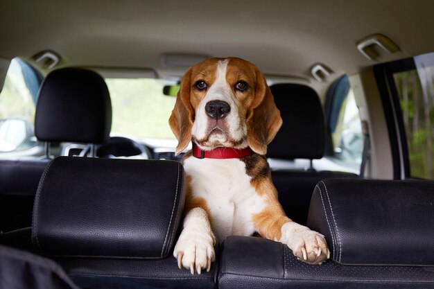 A beagle dog is sitting in the car and waiting for a ride Traveling with a pet