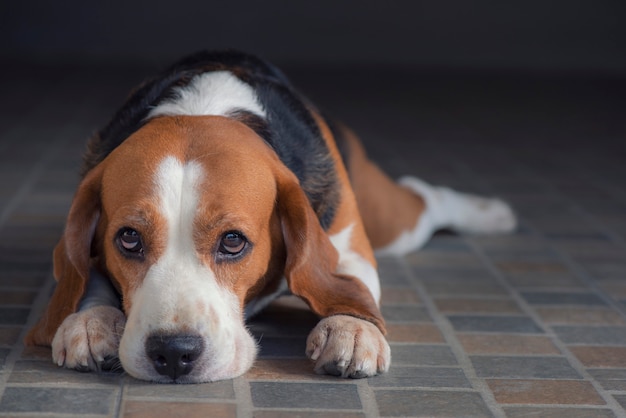 The beagle dog is sitting 