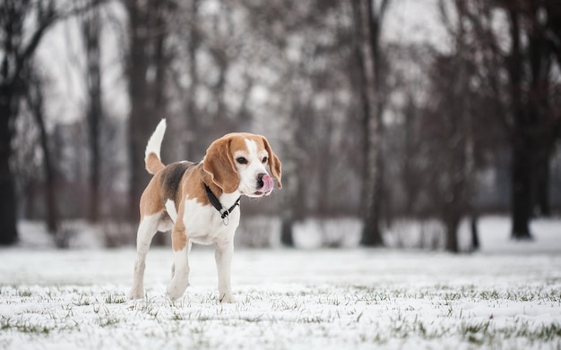 a beagle dog is standing in the snow