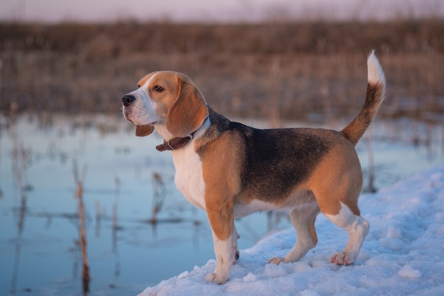 Beagle dog on the lake in winter at sunset