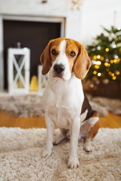 暖かい家でカーペットの上に横たわっているビーグル犬の明るいインテリア