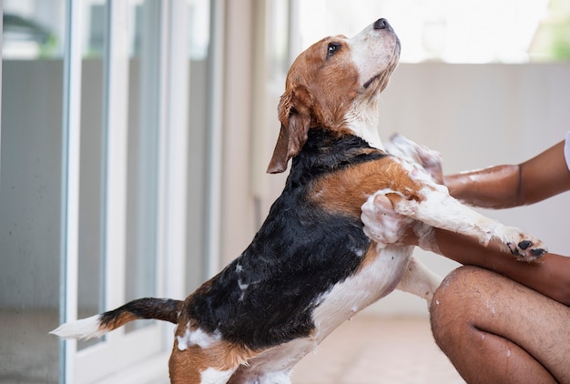 Beagle Dog neemt een douche