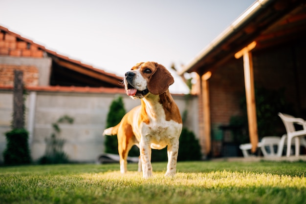 屋外のビーグル犬、庭で。