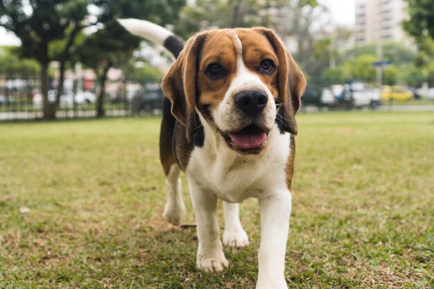 公園で遊んで楽しんでいるビーグル犬。セレクティブフォーカス。