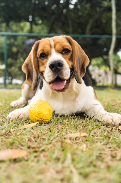 Beagle dog playing and having fun in the park. Selective focus.