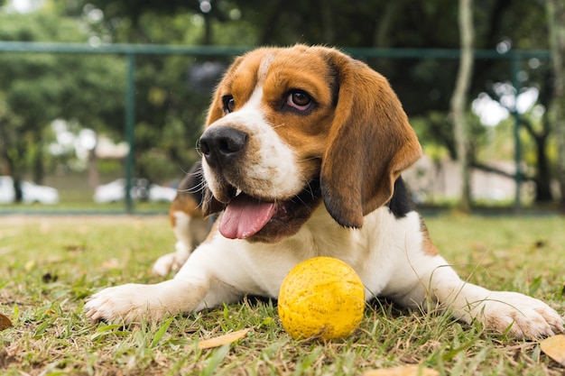 Beagle dog playing and having fun in the park. Selective focus.