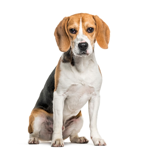 Beagle dog in portrait against white background