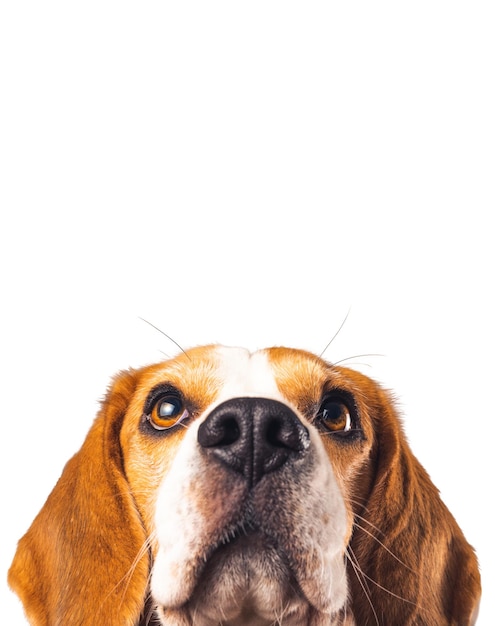 Beagle dog portrait isolated on white background