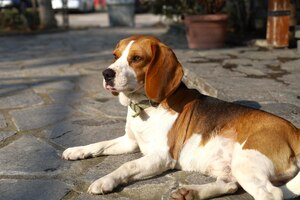 Photo beagle dog portrait photo
